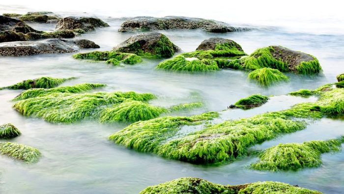 Les algues bleu-vert : Vitamine B12 et cellules souches